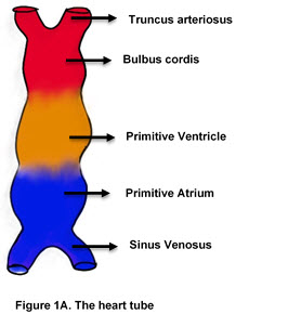 Figure 1A. Heart Tube